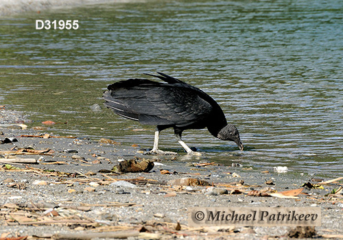 American Black Vulture (Coragyps atratus)